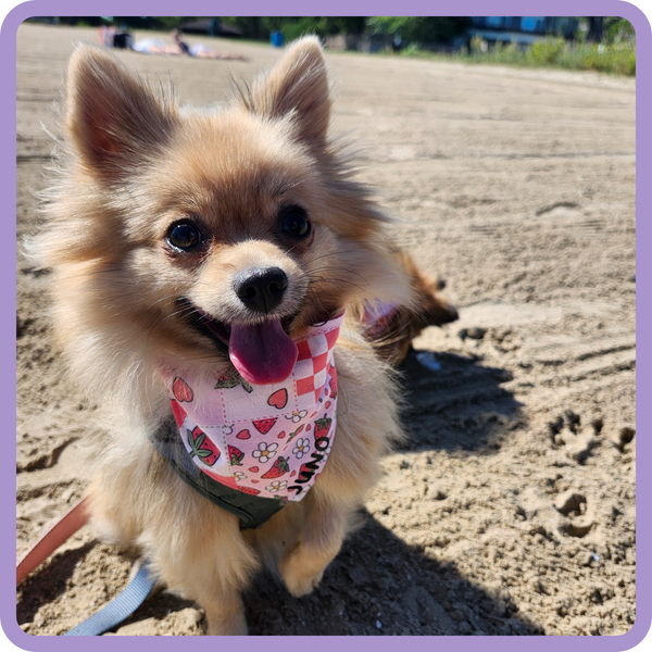 Customer photo for Strawberries and Flowers Bandana