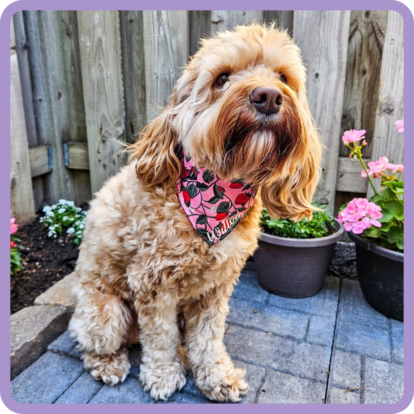 Customer photo for Strawberries Bandana