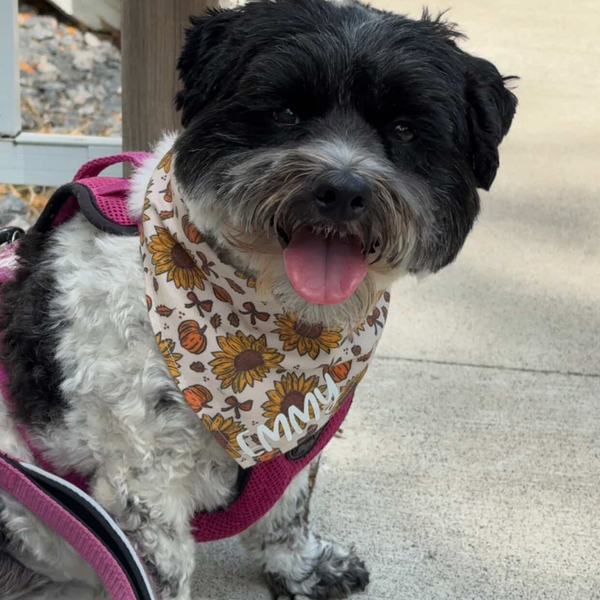 Customer photo for Pumpkins and Sunflowers Bandana
