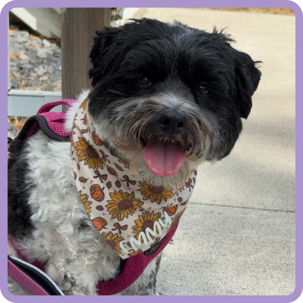 Customer photo for Pumpkins and Sunflowers Bandana