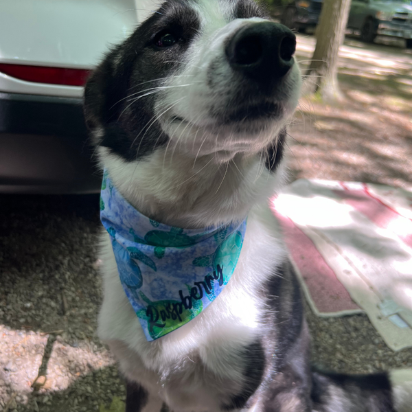 Customer photo for Sea Turtle Bandana