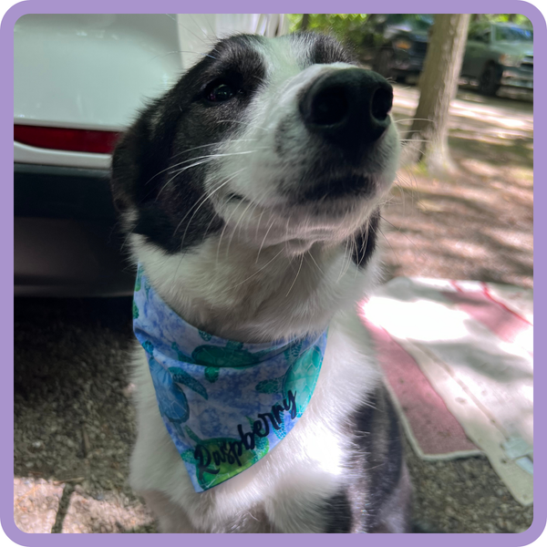Customer photo for Sea Turtle Bandana