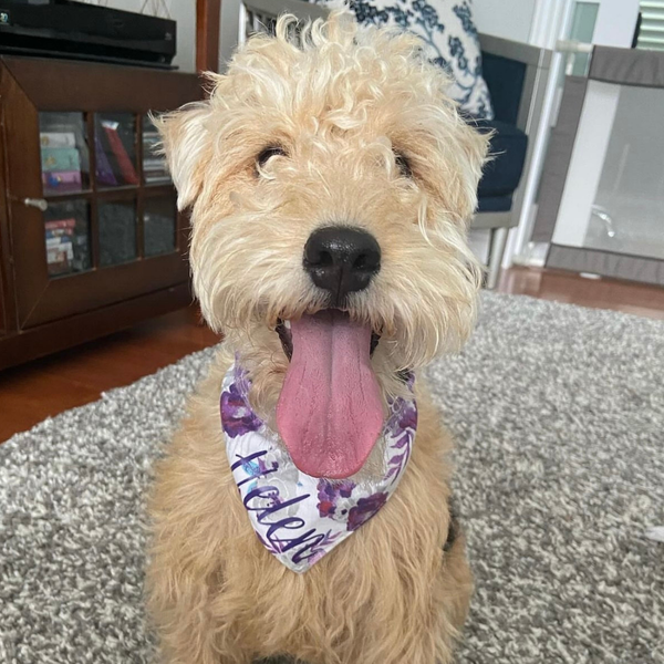 Customer photo for White and Purple Flower Bandana