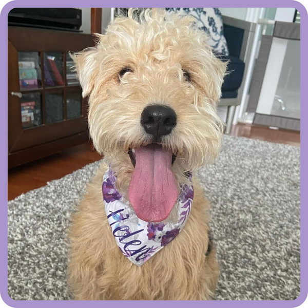 Customer photo for White and Purple Flower Bandana